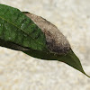 Lappet Moth Cocoon