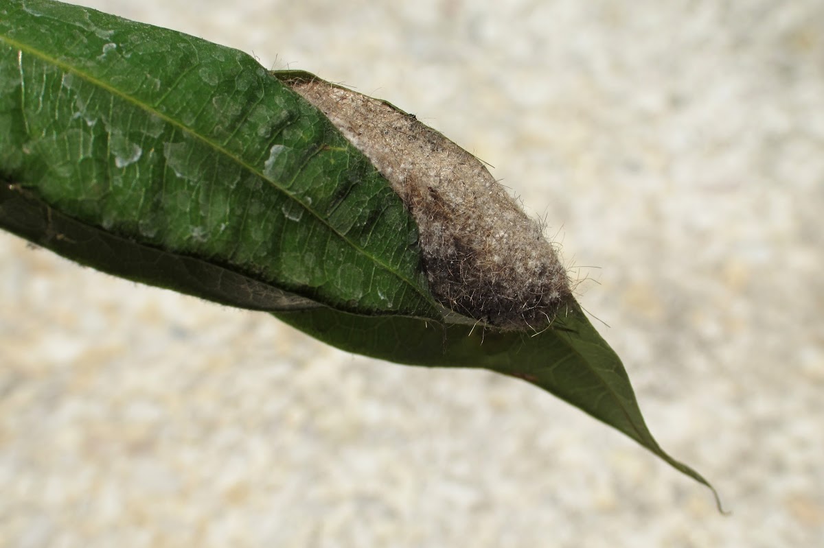 Lappet Moth Cocoon