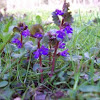 Ground Ivy