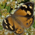 Common brown butterfly 