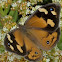 Common brown butterfly 