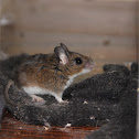 White-footed Deermouse