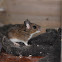 White-footed Deermouse