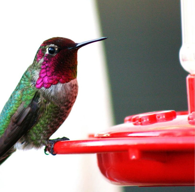 Anna's hummingbird