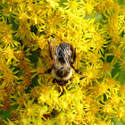 Common Eastern Bumble Bee