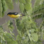 Common Iora