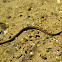 Grass snake, Ringelnatter