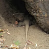 Gran Canaria giant lizard