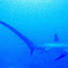 Pelagic Thresher Shark