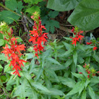 Cardinal  flower