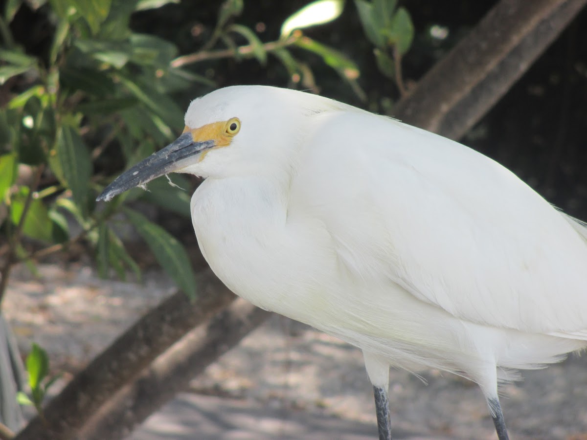 Snowy Egret