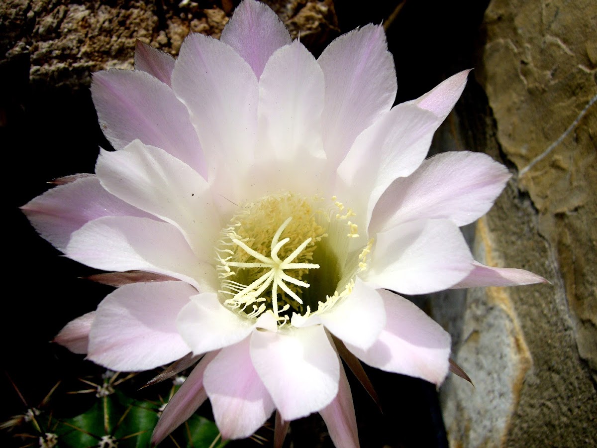 cactus echinopsis