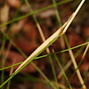 Grass psednura
