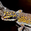 New species of Velvet gecko