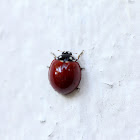 Spotless Ladybird Beetle