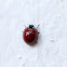 Spotless Ladybird Beetle