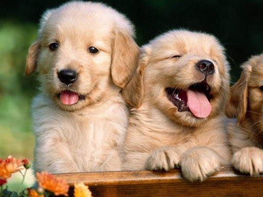 Playful Puppies Live Wallpaper