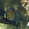 Discus Fish