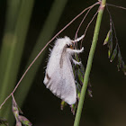 Tussock Moth