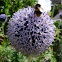 Bumblebee on Echinops ritro (Globe thistle)