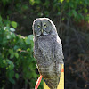 Great Gray owl
