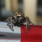 Jumping spider