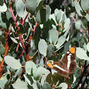 California sister butterfly