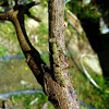Lichen Bark Mantis