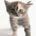 Tenderly Pussycat Chatty logo
