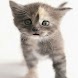 Tenderly Pussycat Chatty