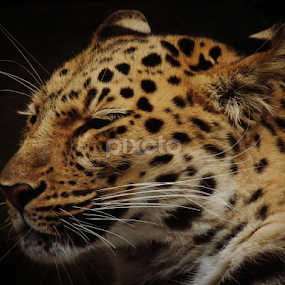 Leopard (Kruger National Park) by Jackson Visser - Animals Lions, Tigers & Big Cats
