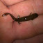 Ouachita dusky salamander