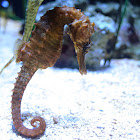 Sea Horse