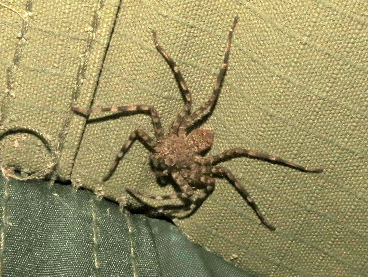 Wall crab spider