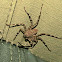 Wall crab spider
