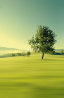 Green Morning by Martin Smolak -  