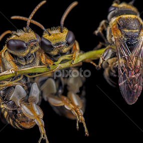 by SweeMing YOUNG - Animals Insects & Spiders