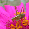 Katydid/ bush cricket