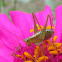 Katydid/ bush cricket