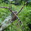 Banana Spider