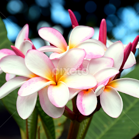 Plumeria by Timothy Carney - Flowers Tree Blossoms