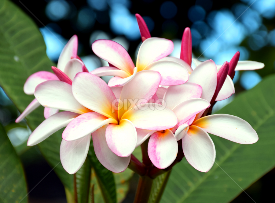 Plumeria by Timothy Carney - Flowers Tree Blossoms