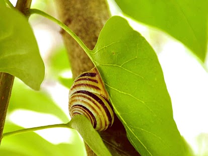 How to install Louis the Snail LWP 1.1b apk for bluestacks