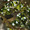 Channel-Billed Cuckoo