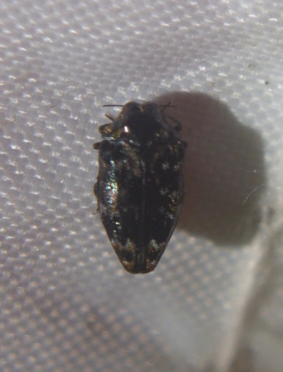 Metallic Wood-boring Beetle