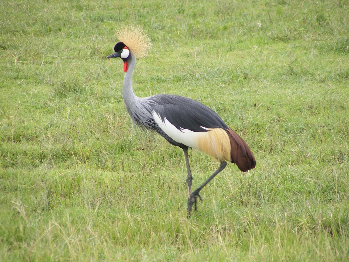 Crested Crane