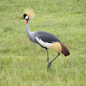 Crested Crane