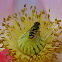 Hover Fly