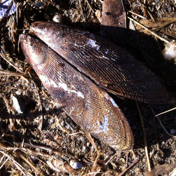 Ribbed mussel Project Noah