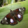 Mnasylus Butterfly